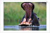 A Hippopotamus Yawning by Anonymous