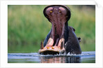 A Hippopotamus Yawning by Anonymous