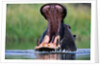 A Hippopotamus Yawning by Anonymous