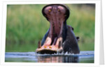 A Hippopotamus Yawning by Anonymous