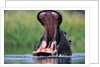 A Hippopotamus Yawning by Anonymous