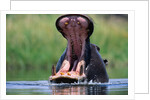 A Hippopotamus Yawning by Anonymous