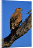 Tawny Eagle Perching on Branch by Anonymous