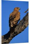 Tawny Eagle Perching on Branch by Anonymous
