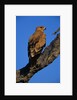 Tawny Eagle Perching on Branch by Anonymous