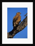 Tawny Eagle Perching on Branch by Anonymous