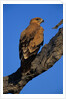 Tawny Eagle Perching on Branch by Anonymous