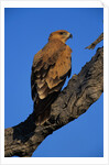 Tawny Eagle Perching on Branch by Anonymous