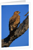 Tawny Eagle Perching on Branch by Anonymous