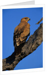Tawny Eagle Perching on Branch by Anonymous