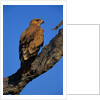 Tawny Eagle Perching on Branch by Anonymous