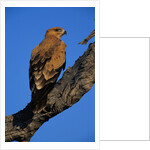 Tawny Eagle Perching on Branch by Anonymous