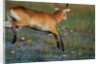 Lechwe Leaping Through Marsh by Anonymous