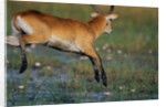 Lechwe Leaping Through Marsh by Anonymous