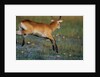 Lechwe Leaping Through Marsh by Anonymous