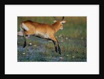 Lechwe Leaping Through Marsh by Anonymous