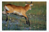 Lechwe Leaping Through Marsh by Anonymous