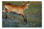 Lechwe Leaping Through Marsh by Anonymous