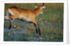 Lechwe Leaping Through Marsh by Anonymous