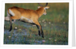 Lechwe Leaping Through Marsh by Anonymous