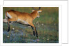 Lechwe Leaping Through Marsh by Anonymous