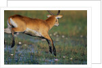 Lechwe Leaping Through Marsh by Anonymous