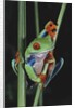 Red-Eyed Tree Frog Climbing through Plant Stems by Anonymous