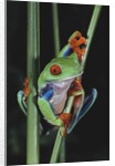 Red-Eyed Tree Frog Climbing through Plant Stems by Anonymous