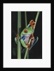 Red-Eyed Tree Frog Climbing through Plant Stems by Anonymous