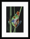 Red-Eyed Tree Frog Climbing through Plant Stems by Anonymous