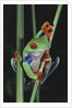 Red-Eyed Tree Frog Climbing through Plant Stems by Anonymous