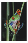 Red-Eyed Tree Frog Climbing through Plant Stems by Anonymous