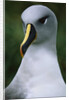 Gray-Headed Albatross by Anonymous