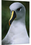 Gray-Headed Albatross by Anonymous