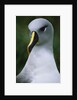 Gray-Headed Albatross by Anonymous