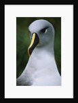 Gray-Headed Albatross by Anonymous