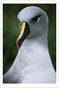 Gray-Headed Albatross by Anonymous