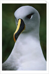 Gray-Headed Albatross by Anonymous
