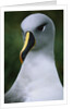Gray-Headed Albatross by Anonymous