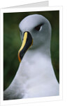 Gray-Headed Albatross by Anonymous