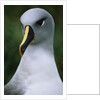 Gray-Headed Albatross by Anonymous