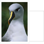 Gray-Headed Albatross by Anonymous