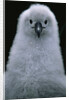 Gray-Headed Albatross Chick by Anonymous