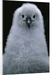 Gray-Headed Albatross Chick by Anonymous
