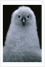 Gray-Headed Albatross Chick by Anonymous