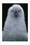 Gray-Headed Albatross Chick by Anonymous