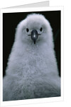 Gray-Headed Albatross Chick by Anonymous