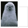 Gray-Headed Albatross Chick by Anonymous