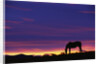 Horse Silhouette at Sunset by Anonymous