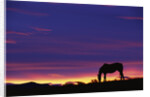 Horse Silhouette at Sunset by Anonymous